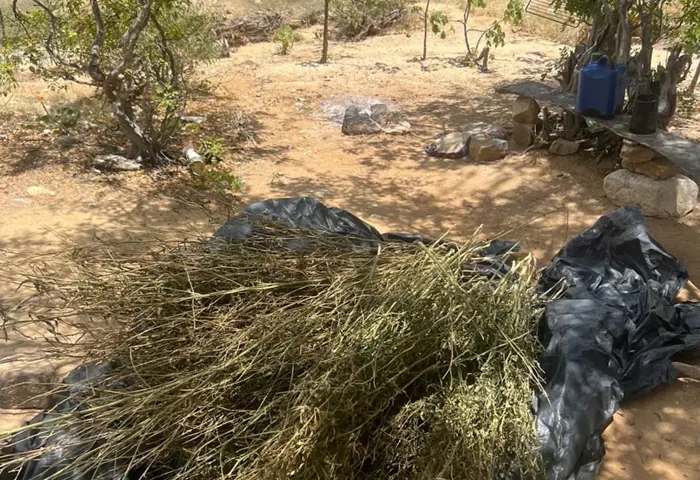 Polícia Militar erradica ‘roça de maconha’ e prende suspeito por tráfico de drogas em Chorrochó-BA
