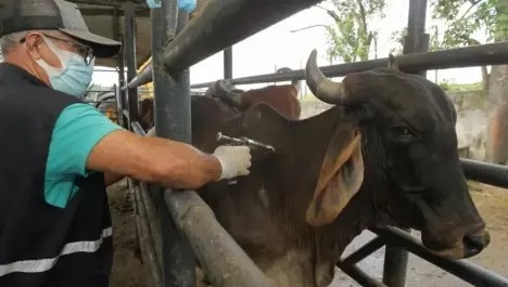 Bahia inicia campanha de vacinação contra Febre Aftosa: saiba mais