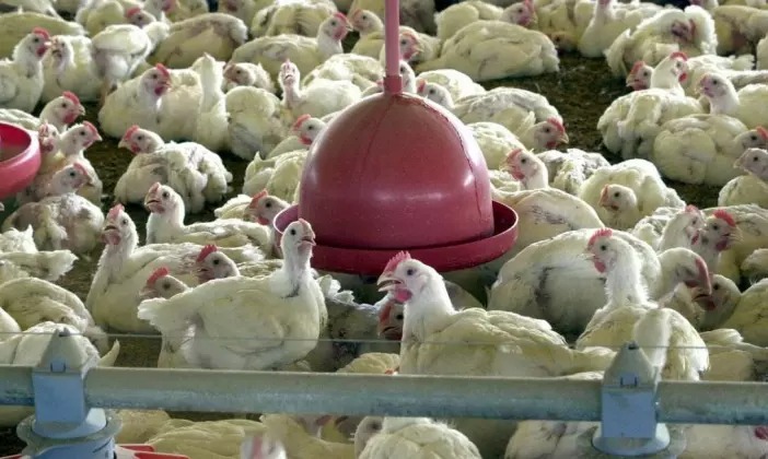 Alerta de Gripe Aviária na Bahia: Saiba os detalhes