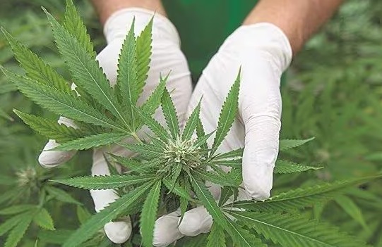 Cultivo de cannabis medicinal é liberado para paciente com ansiedade no Paraná