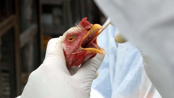 Primeiro caso de gripe aviária na Bahia: O que você precisa saber