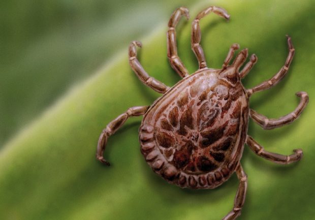 Bahia registrou 13 casos de febre maculosa nos últimos dez anos, aponta SESAB